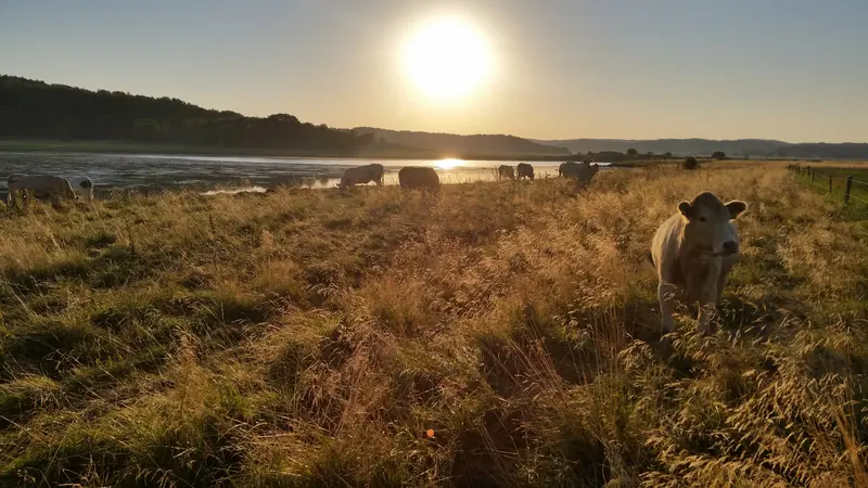 Kor på bete vid Tjolöholms Gård